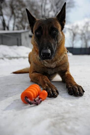 Training Dogs With Shock Collar 1 Training Dogs With Shock Collar