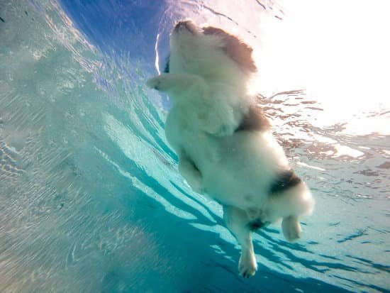 Training For Therapy Dogs