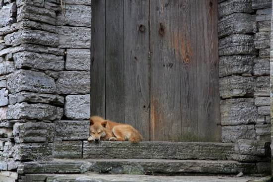 Training Leashes For Dogs 1 Training Leashes For Dogs