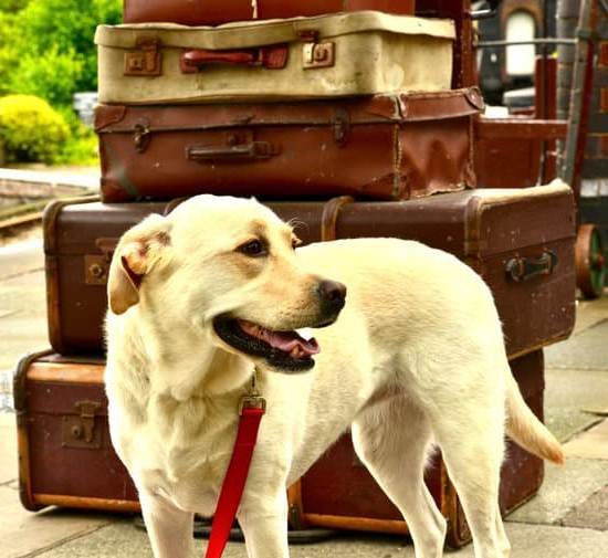 Training Out Dog Aggression