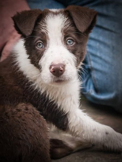 Training Spike Collar For Dogs