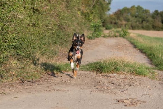 Training Treats For Dogs With Sensitive Stomachs