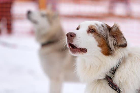 Training Your Dog Not To Pull On Leash Training Your Dog Not To Pull On Leash