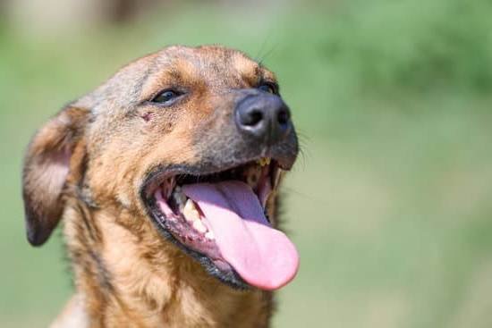 Treats For Training Dogs