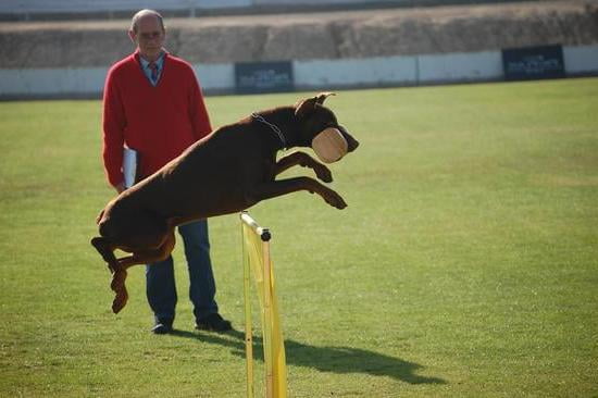 Using A Clicker To Train A Dog Using A Clicker To Train A Dog