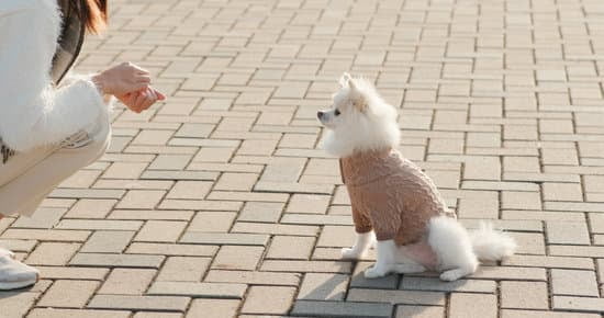 Using E Collar For Dog Training Using E Collar For Dog Training