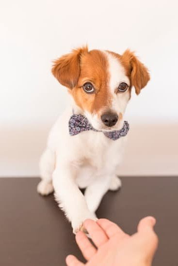 What Can You Train Your Dog To Do