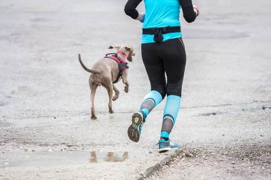 What Is A Training Collar For A Dog 1 What Is A Training Collar For A Dog