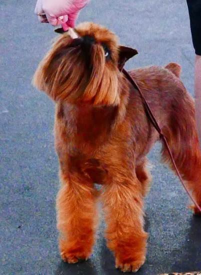 What Is The Best Dog Training App