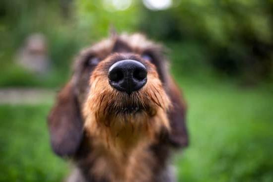What Is The Best Leash For Training A Dog What Is The Best Leash For Training A Dog