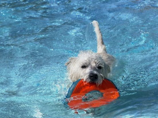 Where Can I Get A Service Dog Trained Where Can I Get A Service Dog Trained