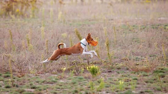 Where Can I Send My Dog To Be Trained