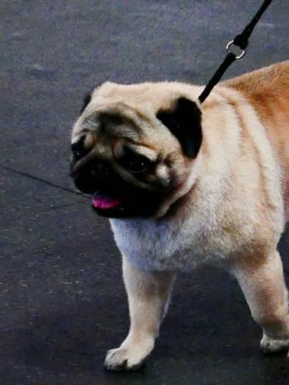 Where Can I Take My Dog To Get Potty Trained Where Can I Take My Dog To Get Potty Trained