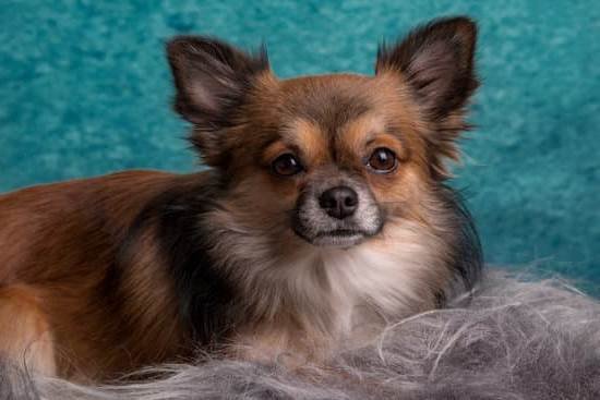 Where Can You Train Your Dog