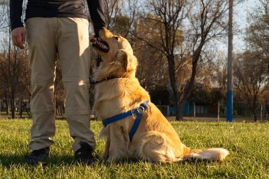 Xl Training Pads For Dogs 1 Xl Training Pads For Dogs