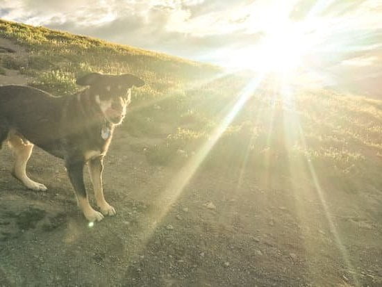 2 Dog Training Collar System 2 Dog Training Collar System