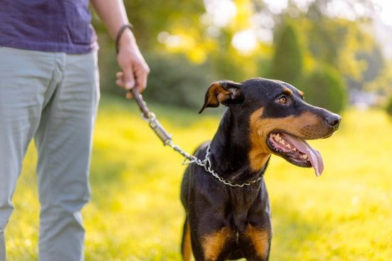 Are Female Dogs Harder To Potty Train