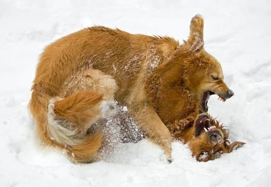 Best Books For Training Rescue Dogs 1 Best Books For Training Rescue Dogs