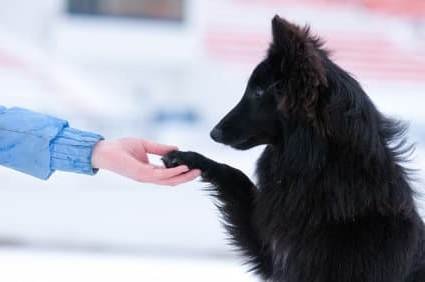 Best Dog Breeds For Service Training Best Dog Breeds For Service Training