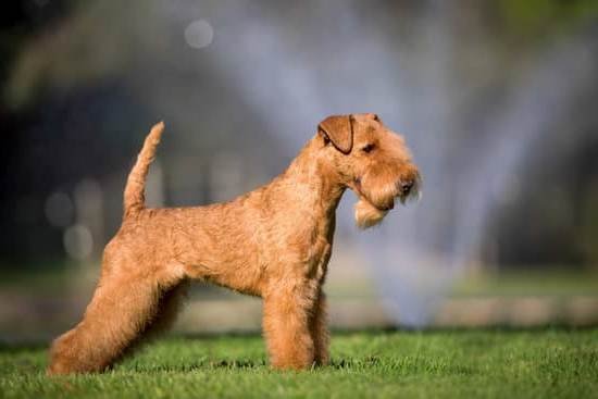 Best Dog Gps Training Collar Every Day Interests