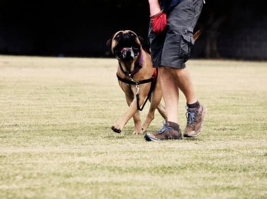 Best dog trainer near me every day interests