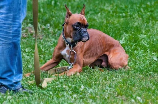 Best Dog Trainer New York