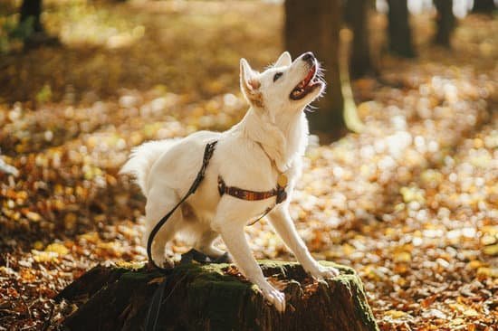 Best Dog Training Collar With Bark Control