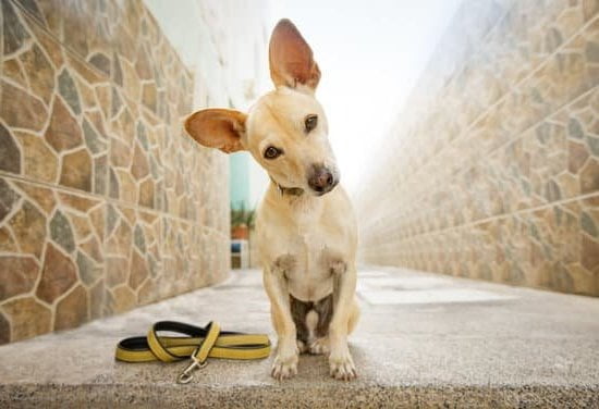 Best Dog Training Louisville Ky Best Dog Training Louisville Ky