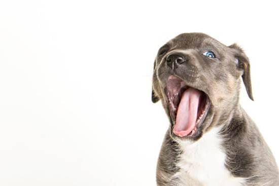 Best Dog Training Omaha