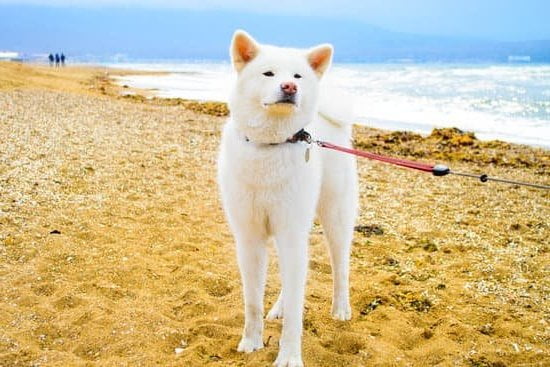 Best Dog Training Orange County