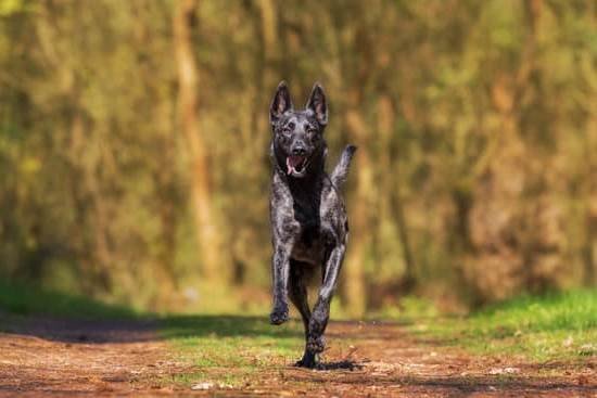 Best Dog Training Programs Best Dog Training Programs