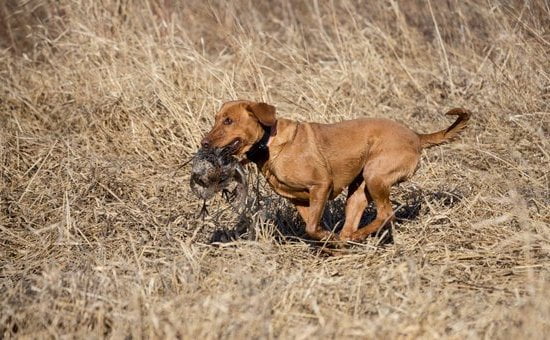 Best Dog Training Treat