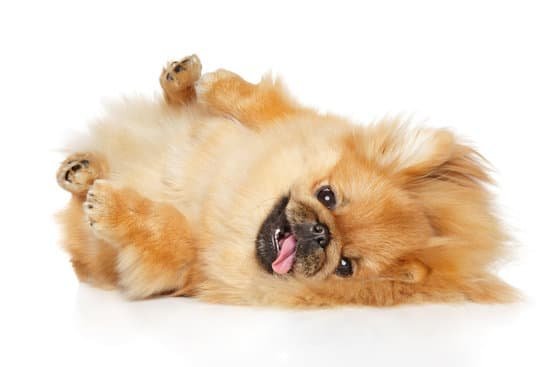Best Dog Ultrasonic Trainer Best Dog Ultrasonic Trainer