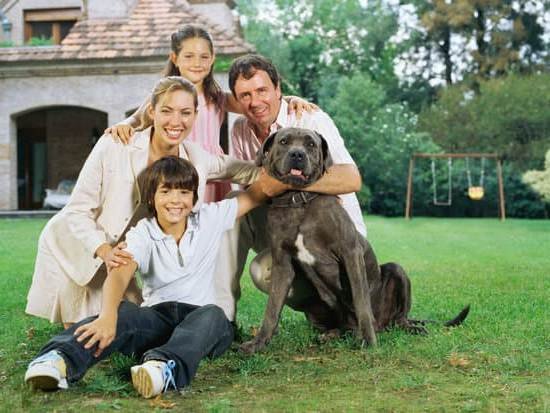Best Hunting Dog Training Collar Best Hunting Dog Training Collar
