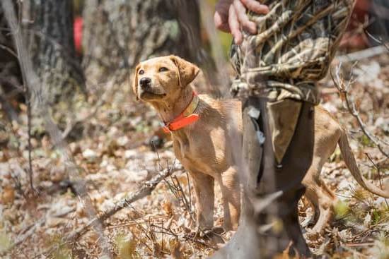 Best No Shock Dog Training Collar