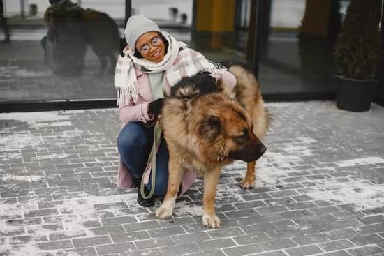 Best Online Dog Training Classes