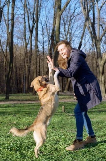 Best Online Dog Training Programs 1 Best Online Dog Training Programs