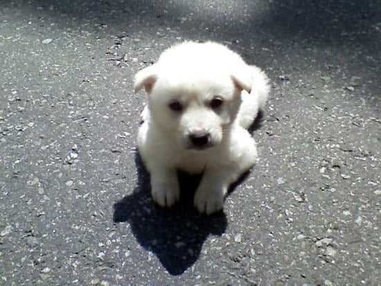 Best Online Dog Training Best Online Dog Training