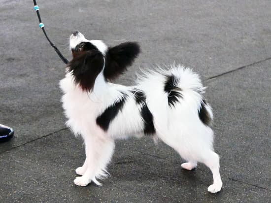 Best Potty Training Aids For Dogs Best Potty Training Aids For Dogs