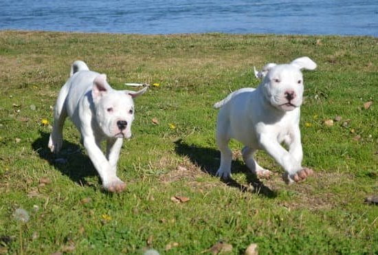 Best Training Collar For Large Dogs