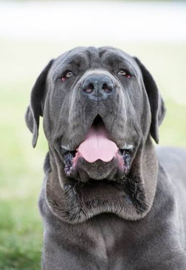 Best Training Collar For Medium Dogs 1 Best Training Collar For Medium Dogs