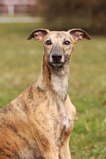Best Way To Train A Dog On A Leash Best Way To Train A Dog On A Leash