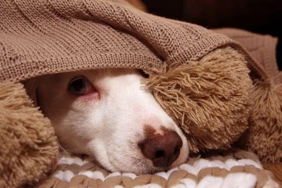 Dog Obedience Trainer Phoenix Dog Obedience Trainer Phoenix