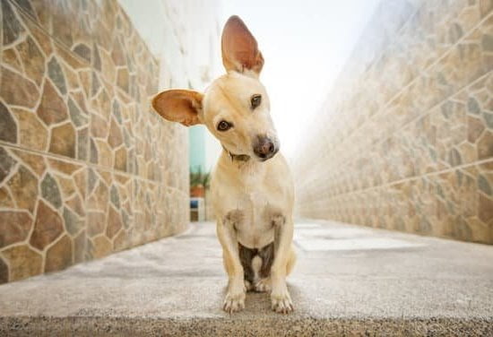 Dog Obedience Training Anchorage Alaska