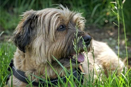 Dog Obedience Training Ann Arbor
