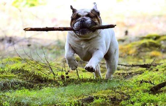 Dog Obedience Training Arlington Tx Dog Obedience Training Arlington Tx