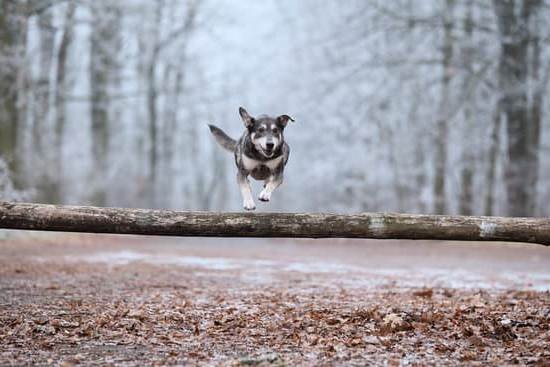 Dog Obedience Training Athens Ga 1 Dog Obedience Training Athens Ga
