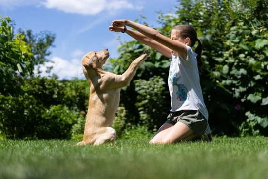 Dog Obedience Training Augusta Ga