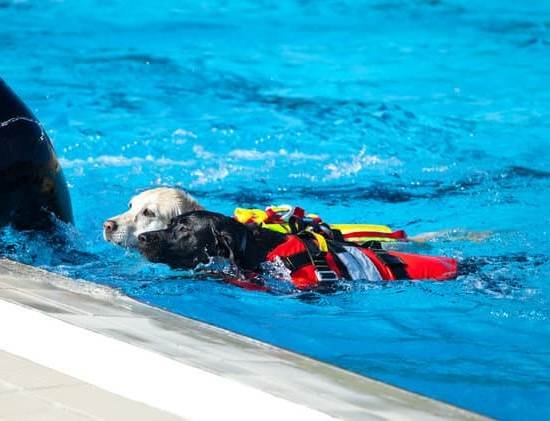 Dog Obedience Training Bradenton Fl