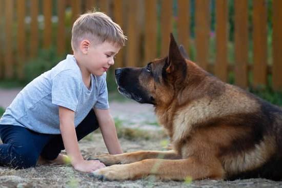 Dog Obedience Training Cost Near Me 1 Dog Obedience Training Cost Near Me